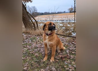 süße Mischlingshündin "Arina" sucht ein Zuhause