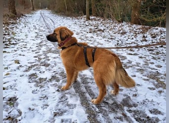 süße Mischlingshündin "Arina" sucht ein Zuhause