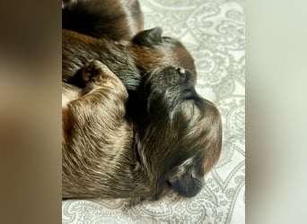 Wir haben Lhasa Apso Welpen