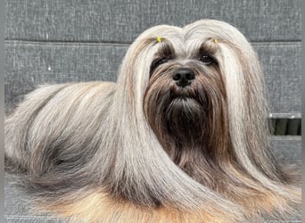Wir erwarten Lhasa Apso Welpen 