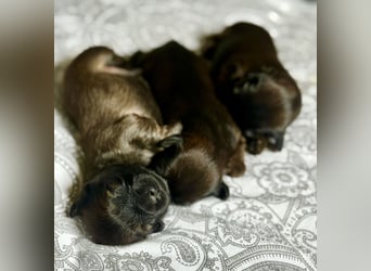 Wir haben Lhasa Apso Welpen