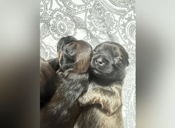 Wir haben Lhasa Apso Welpen