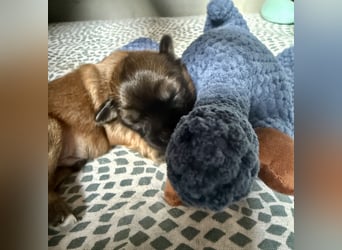 Wir haben Lhasa Apso Welpen