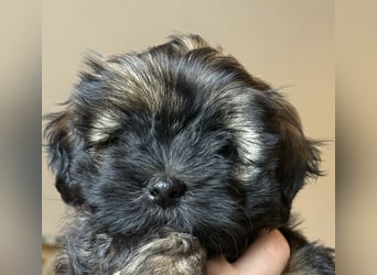 Wir haben Lhasa Apso Welpen