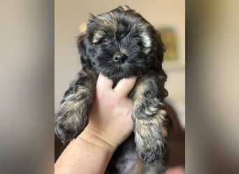 Wir haben Lhasa Apso Welpen