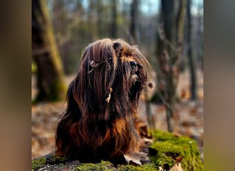 Wir haben Lhasa Apso Welpen
