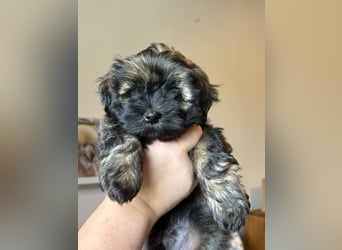 Wir haben Lhasa Apso Welpen