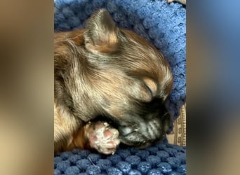 Wir haben Lhasa Apso Welpen