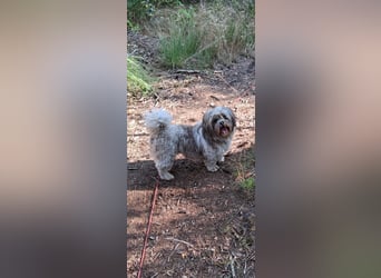 Tashi , eine kleine Schönheit