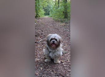 Tashi , eine kleine Schönheit