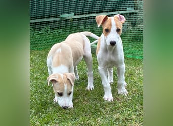 Ungarischer Windhund - Magyar Agar Welpen
