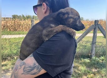 Gitta - eine ganz besondere Schönheit