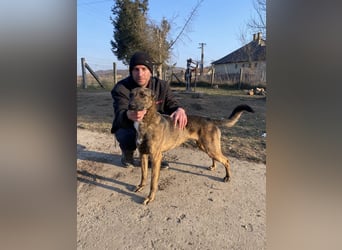 Gitta - eine ganz besondere Schönheit