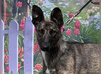 Gitta - eine ganz besondere Schönheit