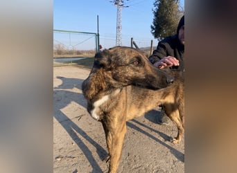 Gitta - eine ganz besondere Schönheit