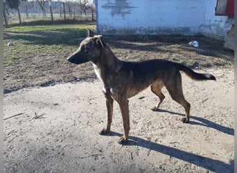 Gitta - eine ganz besondere Schönheit