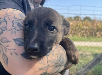 Gitta - eine ganz besondere Schönheit