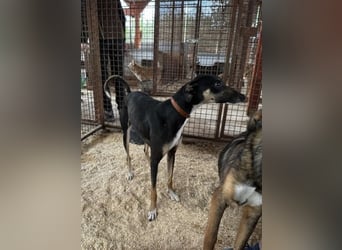 Barber sucht Rasseliebhaber