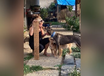 Kedves ist bereit für aktive Menschen