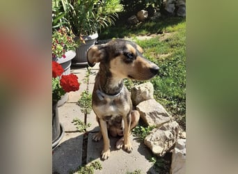 Kedves ist bereit für aktive Menschen