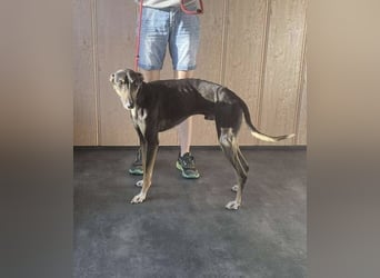 Barber sucht Rasseliebhaber