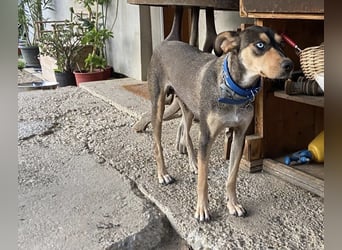 Kedves ist bereit für aktive Menschen