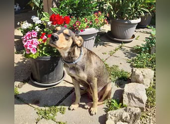 Kedves ist bereit für aktive Menschen