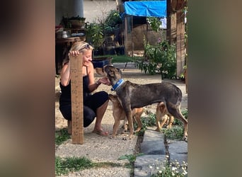 Kedves ist bereit für aktive Menschen