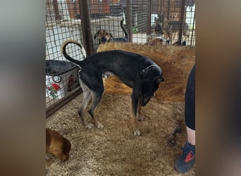 Barber sucht Rasseliebhaber