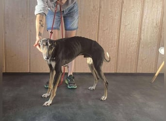 Barber sucht Rasseliebhaber