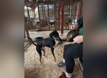 Barber sucht Rasseliebhaber