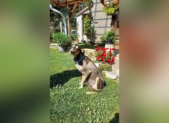 Kedves ist bereit für aktive Menschen