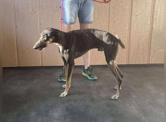 Barber sucht Rasseliebhaber