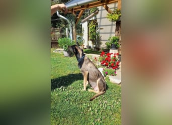 Kedves ist bereit für aktive Menschen