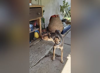 Kedves ist bereit für aktive Menschen