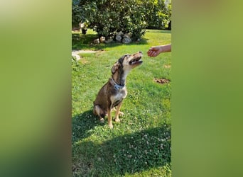 Kedves ist bereit für aktive Menschen