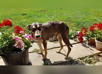 Kedves ist bereit für aktive Menschen