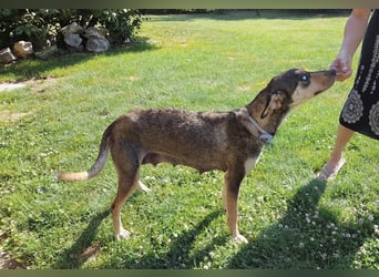 Kedves ist bereit für aktive Menschen