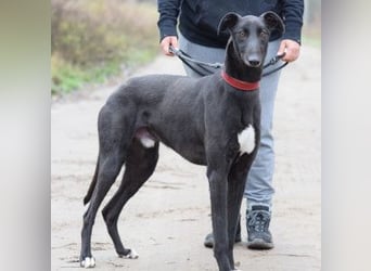 Phönix - ein absoluter Menschenfreund, freundlich & verschmust