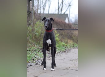 Phönix - ein absoluter Menschenfreund, freundlich & verschmust