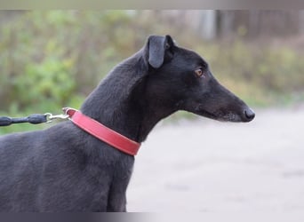 Phönix - ein absoluter Menschenfreund, freundlich & verschmust