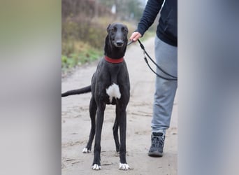 Phönix - ein absoluter Menschenfreund, freundlich & verschmust