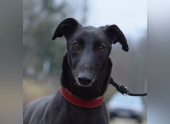 Phönix - ein absoluter Menschenfreund, freundlich & verschmust