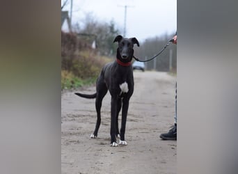 Phönix - ein absoluter Menschenfreund, freundlich & verschmust