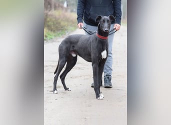 Phönix - ein absoluter Menschenfreund, freundlich & verschmust