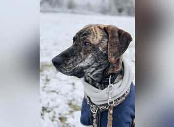 Lali-LM, traumhafter Pechvogel sucht sein Glück!