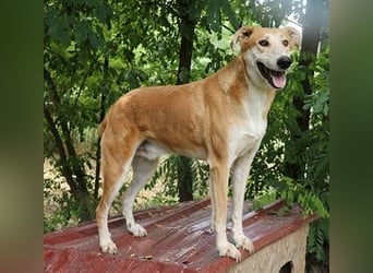 Julian ist ein Magyar Agar und eignet sich als Familienhund