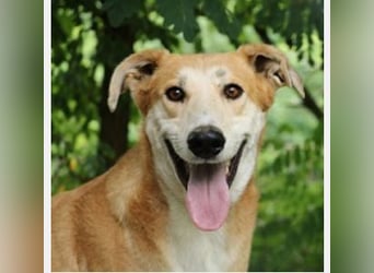 Julian ist ein Magyar Agar und eignet sich als Familienhund