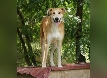 Julian ist ein Magyar Agar und eignet sich als Familienhund