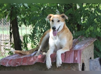 Julian ist ein Magyar Agar und eignet sich als Familienhund